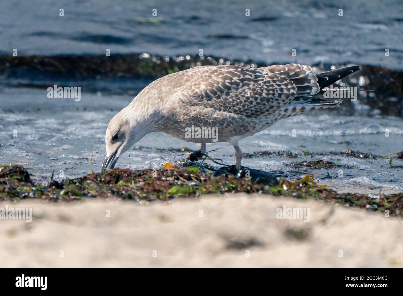Juvenile European herring gull, Larus argentatus, sitting on a beach with a ocean tide in background, feeding on sea weeds washed ashore. Shore bird Stock Photo