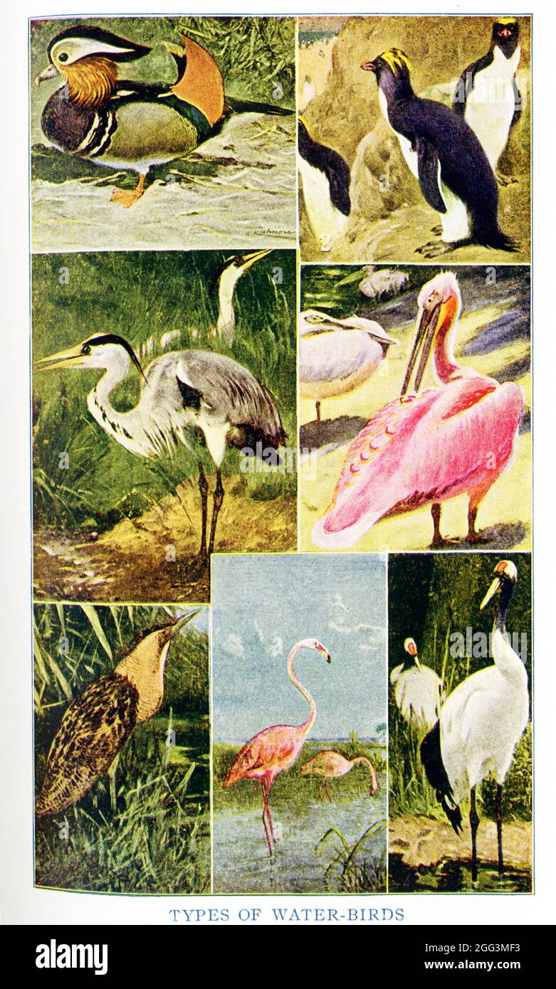 This 1917 illustration shows Types of water Birds. They are from top to bottom, left to right: Mandarin duck, Penguin, Heron, Pelican, Bittern, Flamingo, Crane Stock Photo