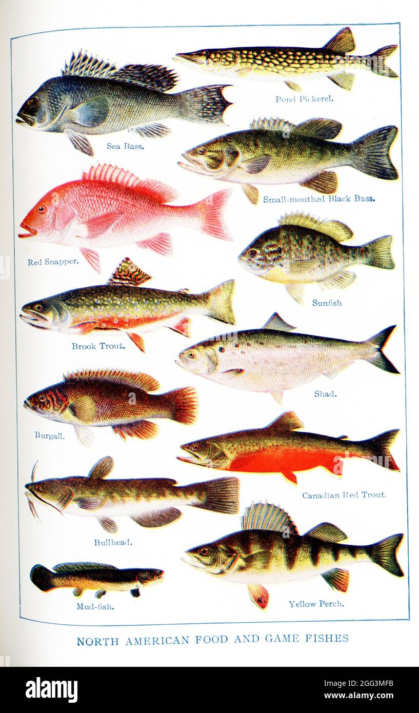 This 1917 illustration shows North American Food and Game Fishes. Left column, top to Bottom: Sea Bass, Red Snapper, Brook Trout, Burgall, Bullhead, Mud-fish; Right column, top to bottom: Pond Pickerel, Small-mouthed Black Bass, Sunfish, Shad, Canadian Red trout, Yellow Perch Stock Photo