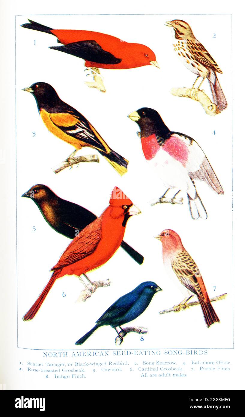 This 1917 illustration shows: North American Seed-eating Song-birds. 1. Scarlet Tanager or Black-winged Redbird, 2. Song Sparrow, 3. Baltimore Oriole, 4. Rose-breasted Grosbeak, 5. Cowbird, 6. Cardinal grosbeak, 7. Purple Finch, 8. Indigo Finch, All are adult males Stock Photo
