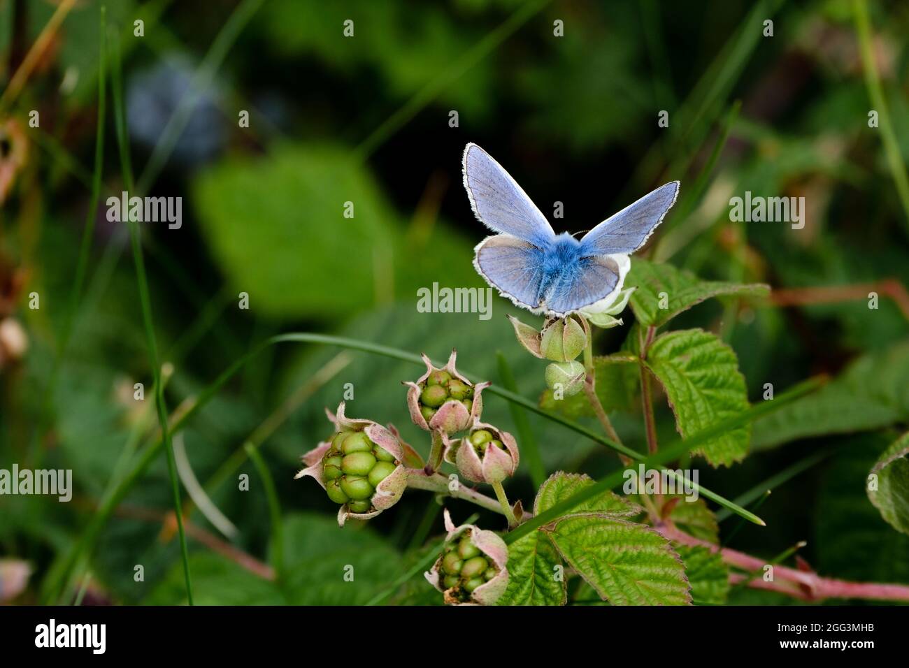 A Common Blue Butterfly settled on vegetation. Stock Photo
