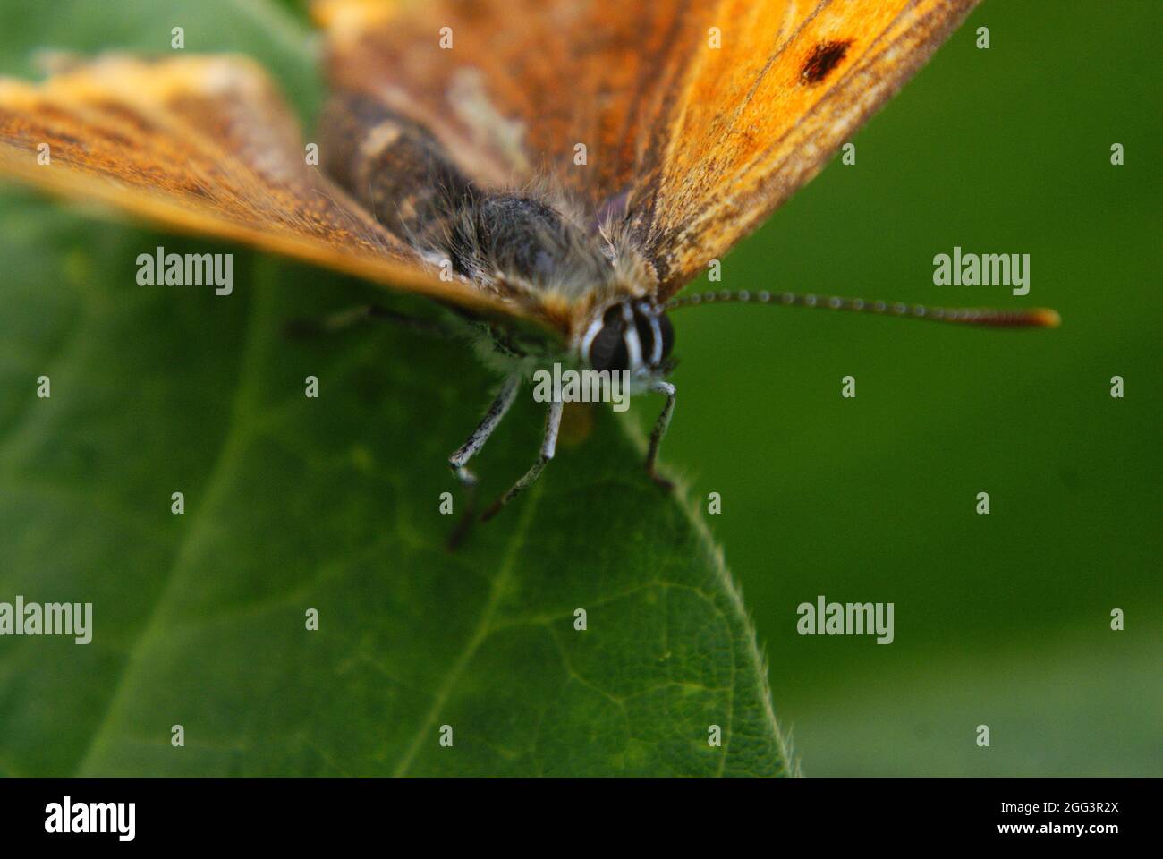 Macro shot of an orange butterfly on a leaf in a garden Stock Photo - Alamy