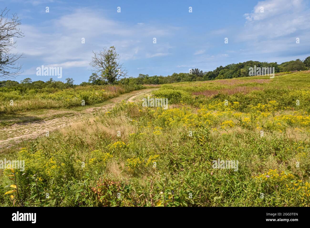 A road runs through a hillside wildflower field in late summer. Shelter Island, New York, USA. Stock Photo