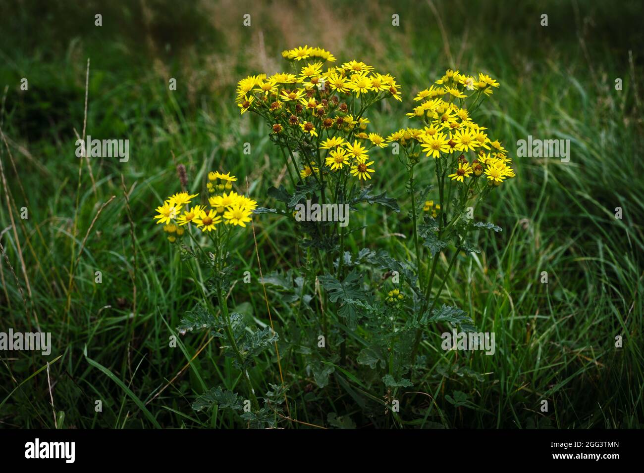 Ragwort flowers, UK Stock Photo