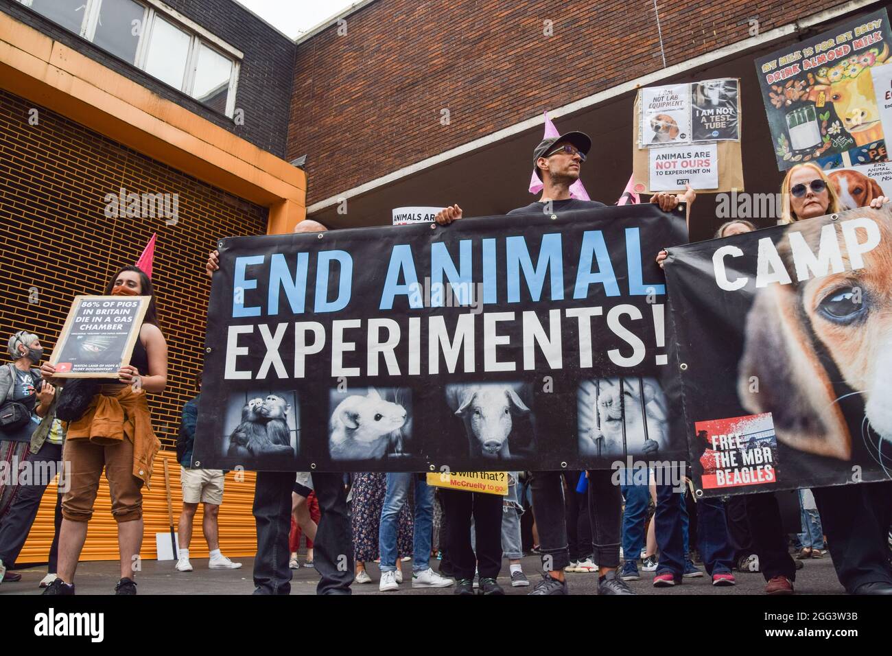 End beagle exploitation hi-res stock photography and images - Alamy