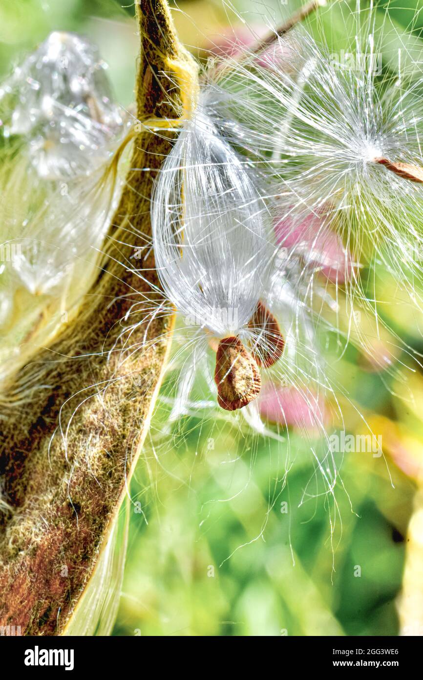 Milkweed seeds with silky hairs have popped out of their seedpod and will soon be carried on the wind to a new location to colonize next spring. Stock Photo