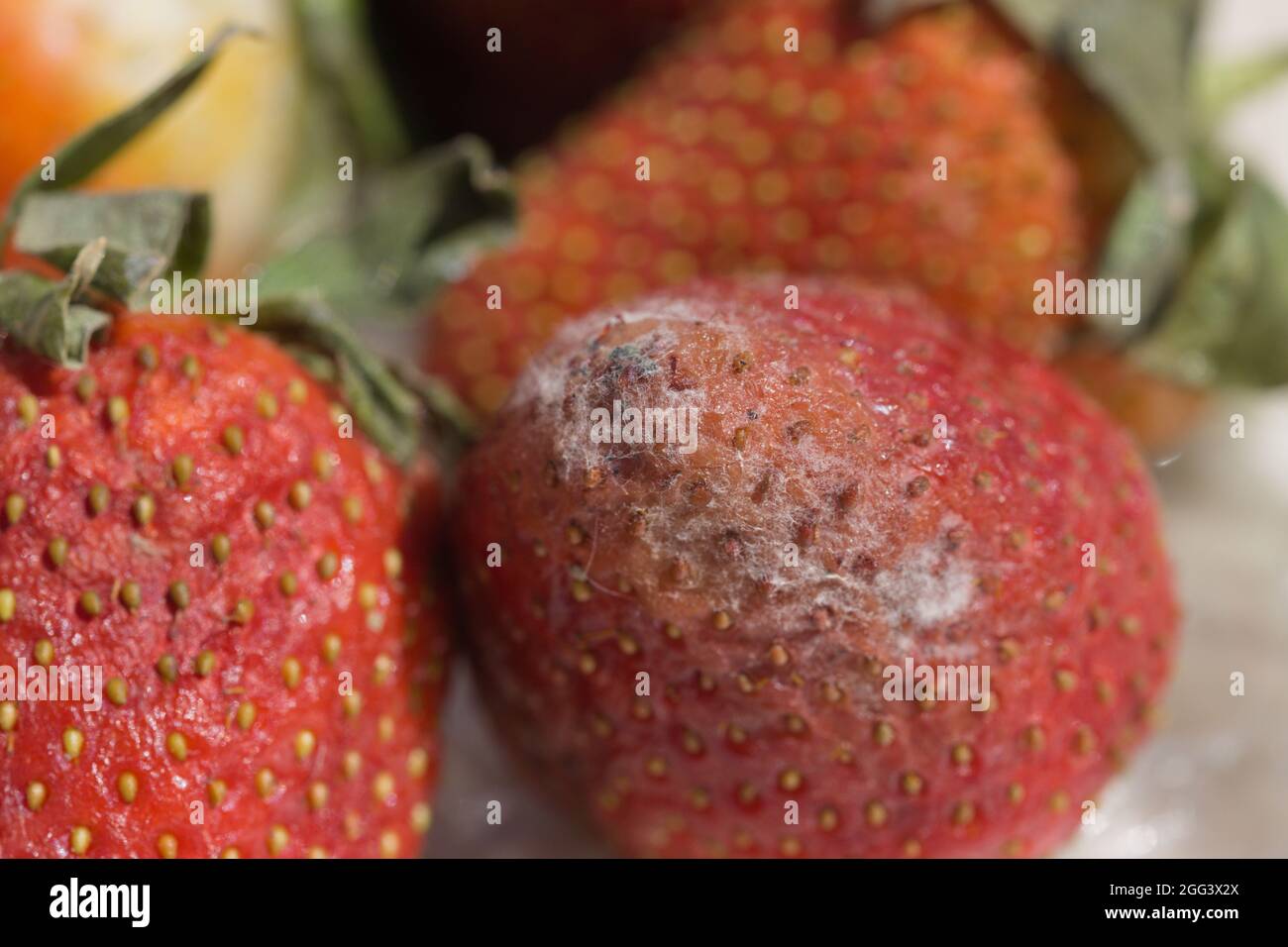 Close-up of some strawberries that have been spoiled due to the growth of the pathogenic fungus Botrytis cinerea, the gray mold that appears on the su Stock Photo