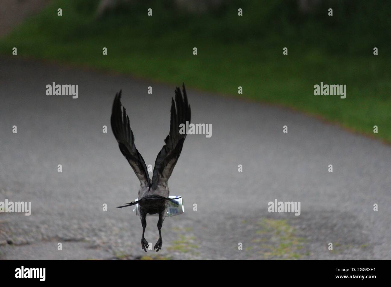 Scots Crows Red bull gives you wings hi-res stock photography and images - Alamy