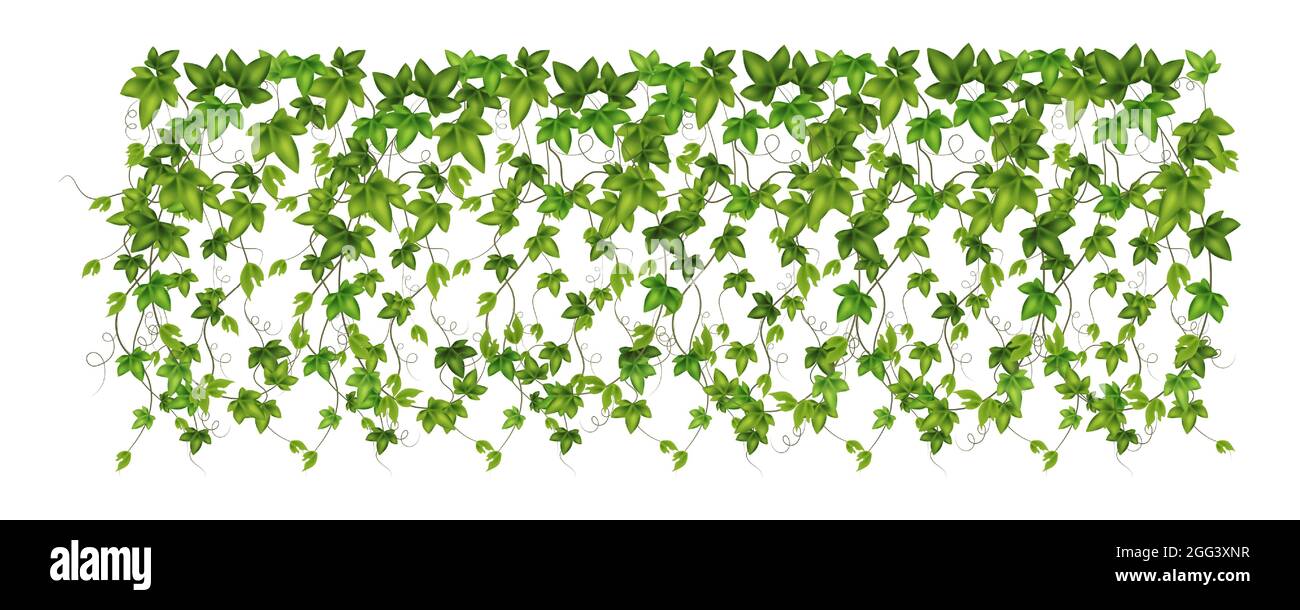Ivy hanging from wall Stock Vector Images - Alamy