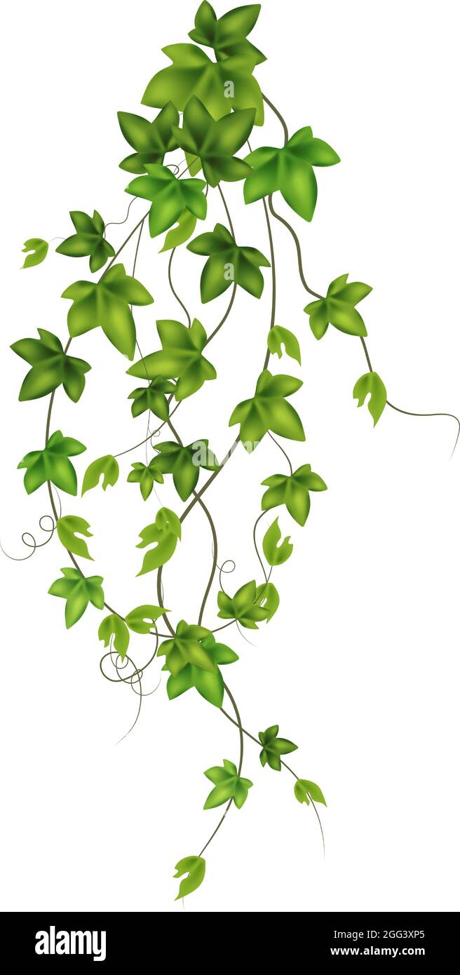 Ivy hanging from wall Stock Vector Images - Alamy