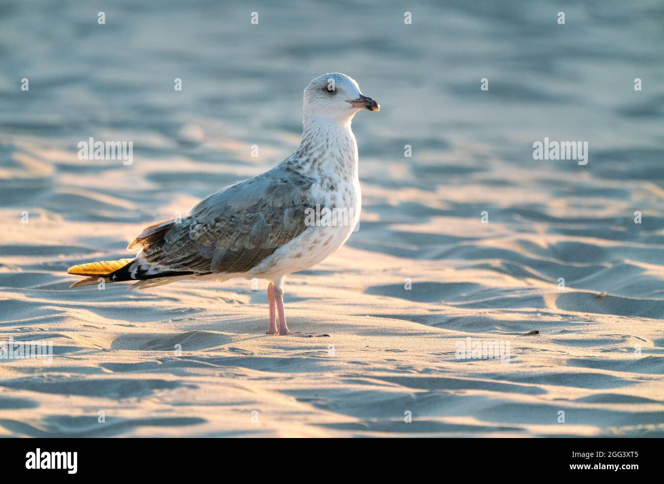 Young European herring gull, Larus argentatus, with nonbreeding plumage, sitting on a beach