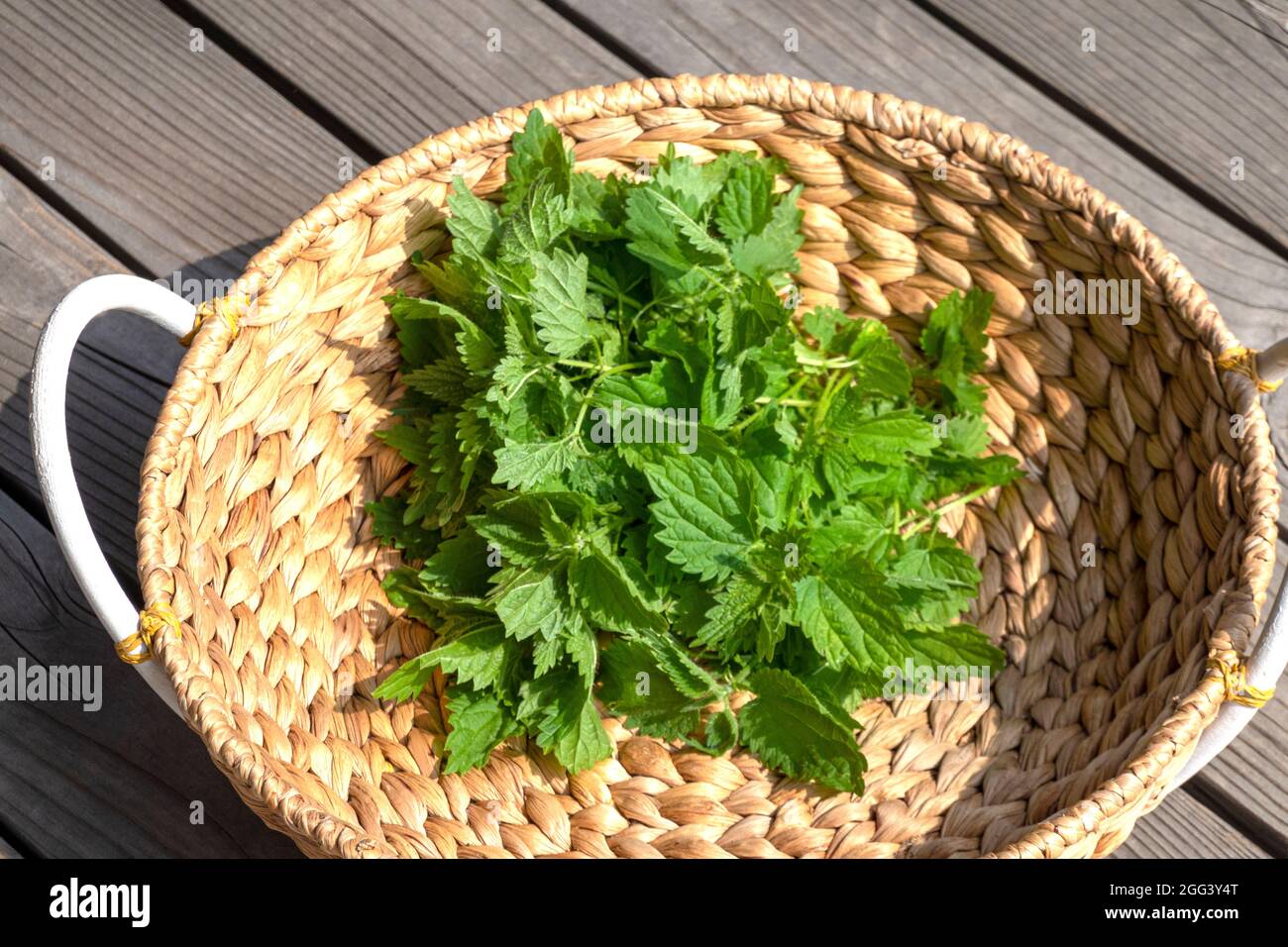 Basket with fresh harvested nettle plant leaves in the meadow. Healthy  food, superfood, herb for health and beauty, skin care cosmetic, hair  treatment Stock Photo - Alamy