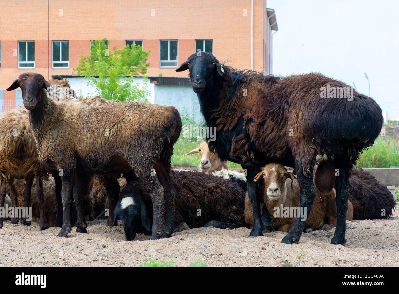 Black Rams Group two black curly rams stand and watch Stock Photo - Alamy