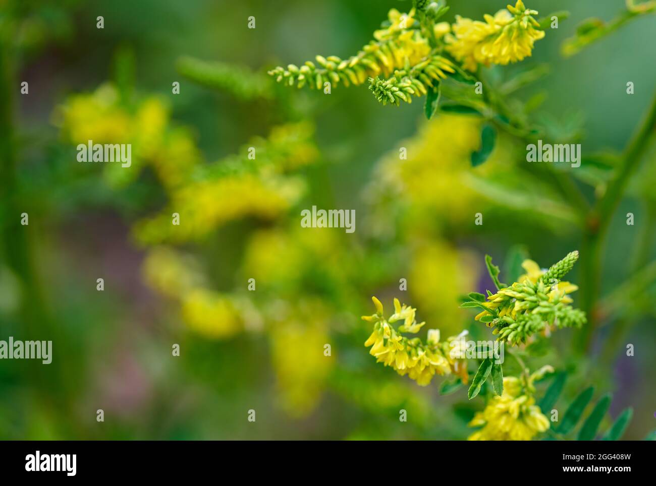 Yellow helmet flowers hi-res stock photography and images - Alamy