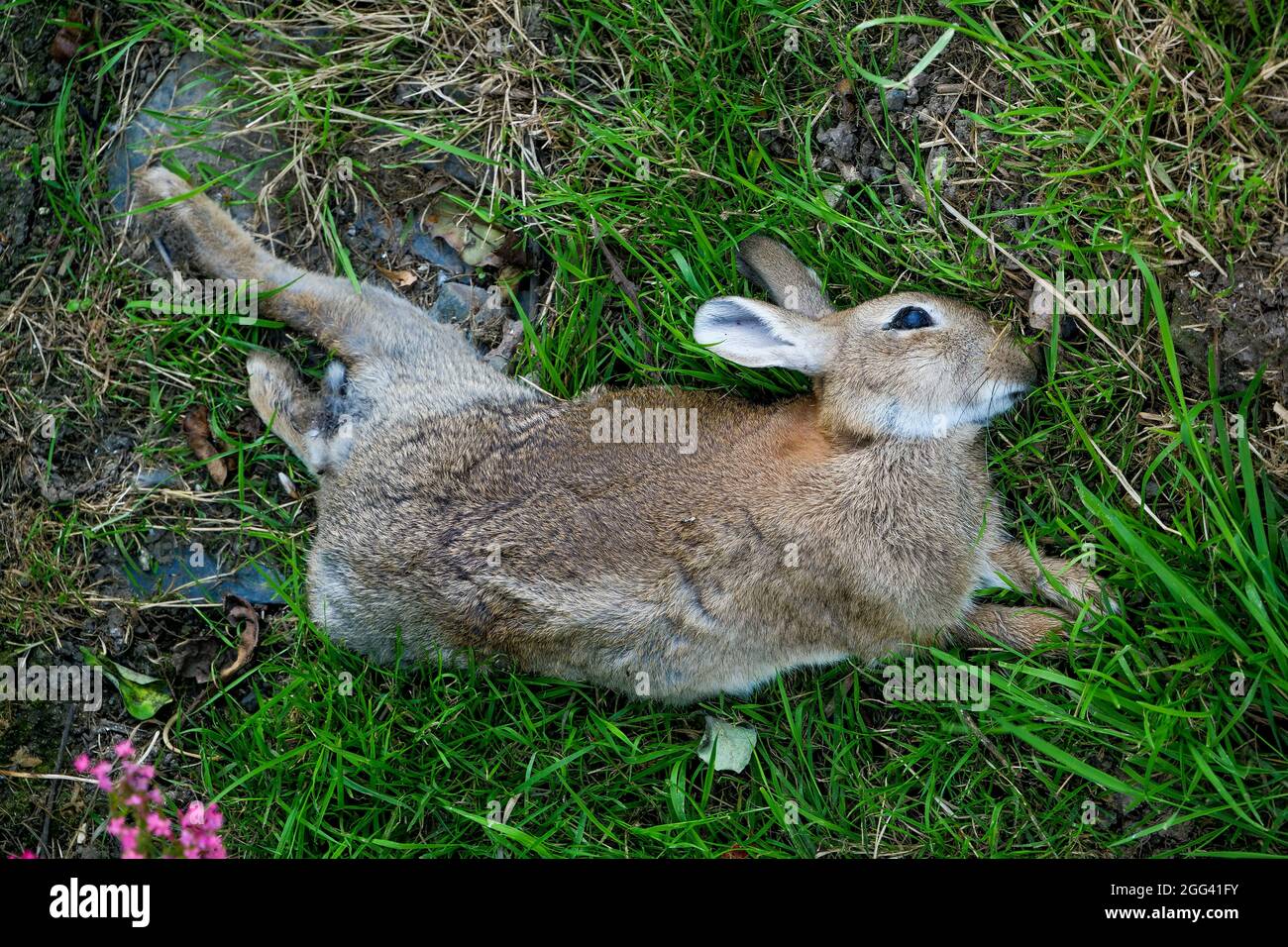 Rabbit carcass, Manche department, Cotentin, Normandy Region, France Stock Photo