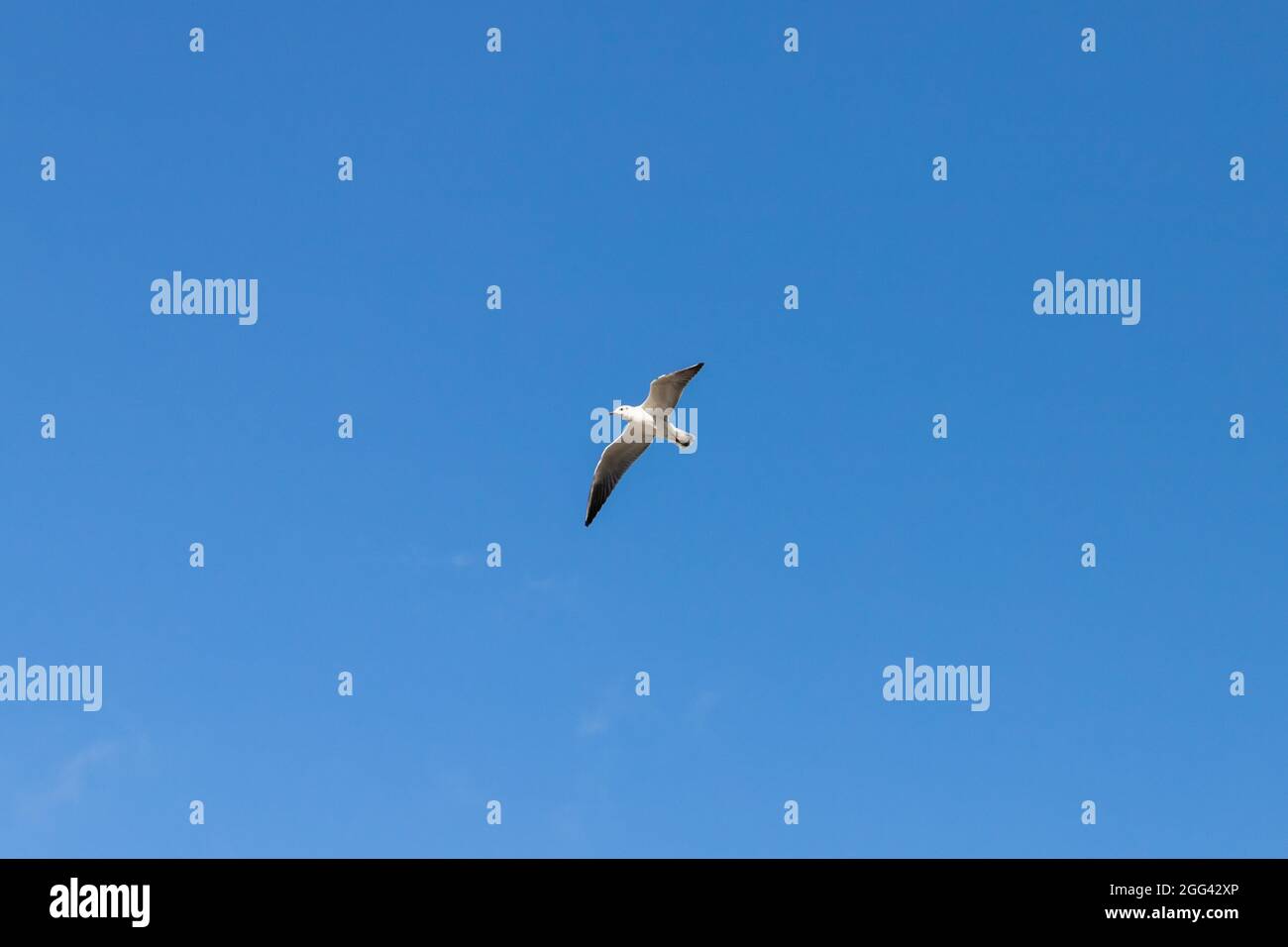White seagull flies in clear blue sky, natural photo background Stock Photo