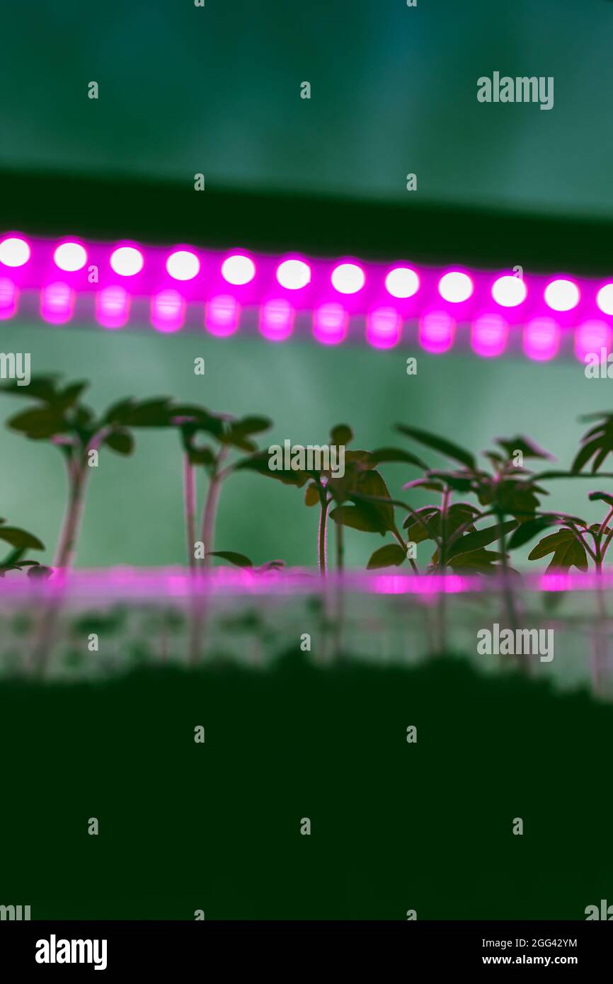 Indoor farming illumination system with plant seedlings growing in plastic boxes under full spectrum phyto lamp Stock Photo