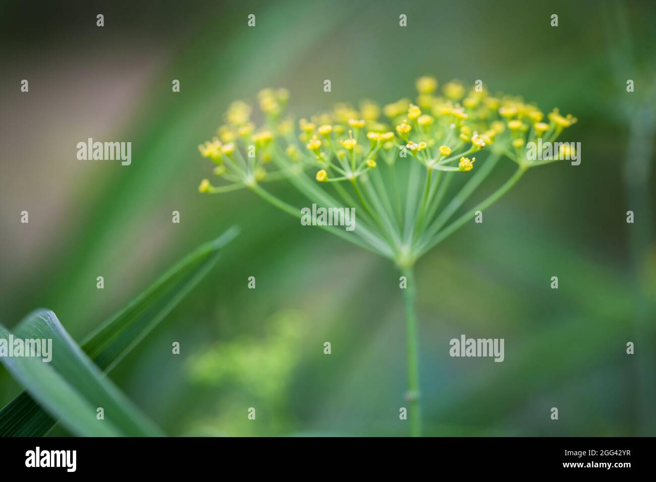 Yellow dill flowers, macro photo with soft focus Stock Photo Alamy