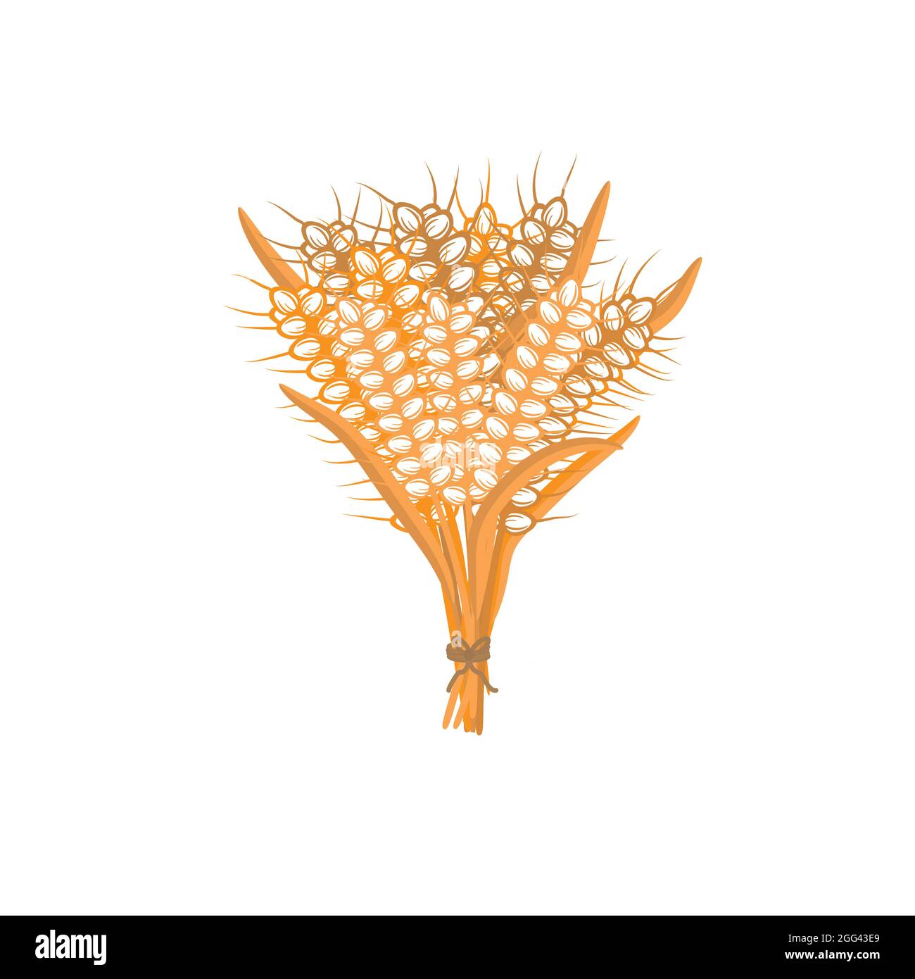 Spikelets of wheat on a white background. A bunch of ears isolated vector illustration Stock Vector
