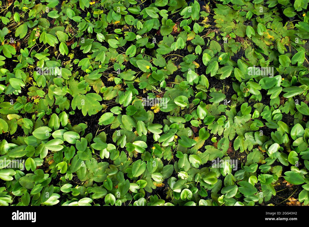 Water lilies in the swamp. Yellow water lily flower with green leaves