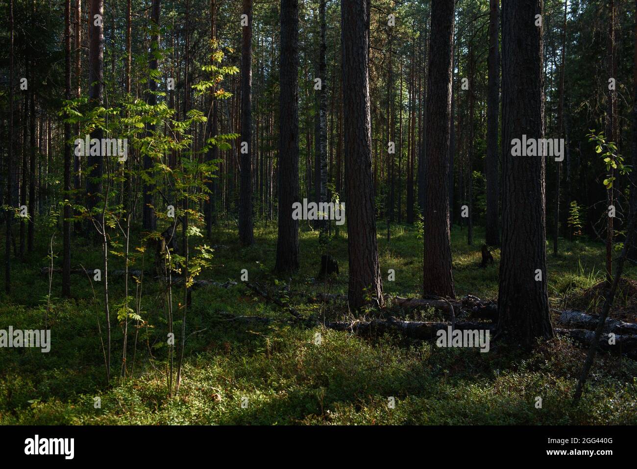 A section of forest that has been restored after a forest fire. Traces of fire are still visible at the base of the tree trunks. Stock Photo
