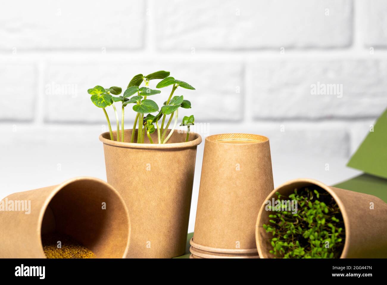 Paper Eco Cup With Microgreen. Young green sprouts growing. Healthy ...