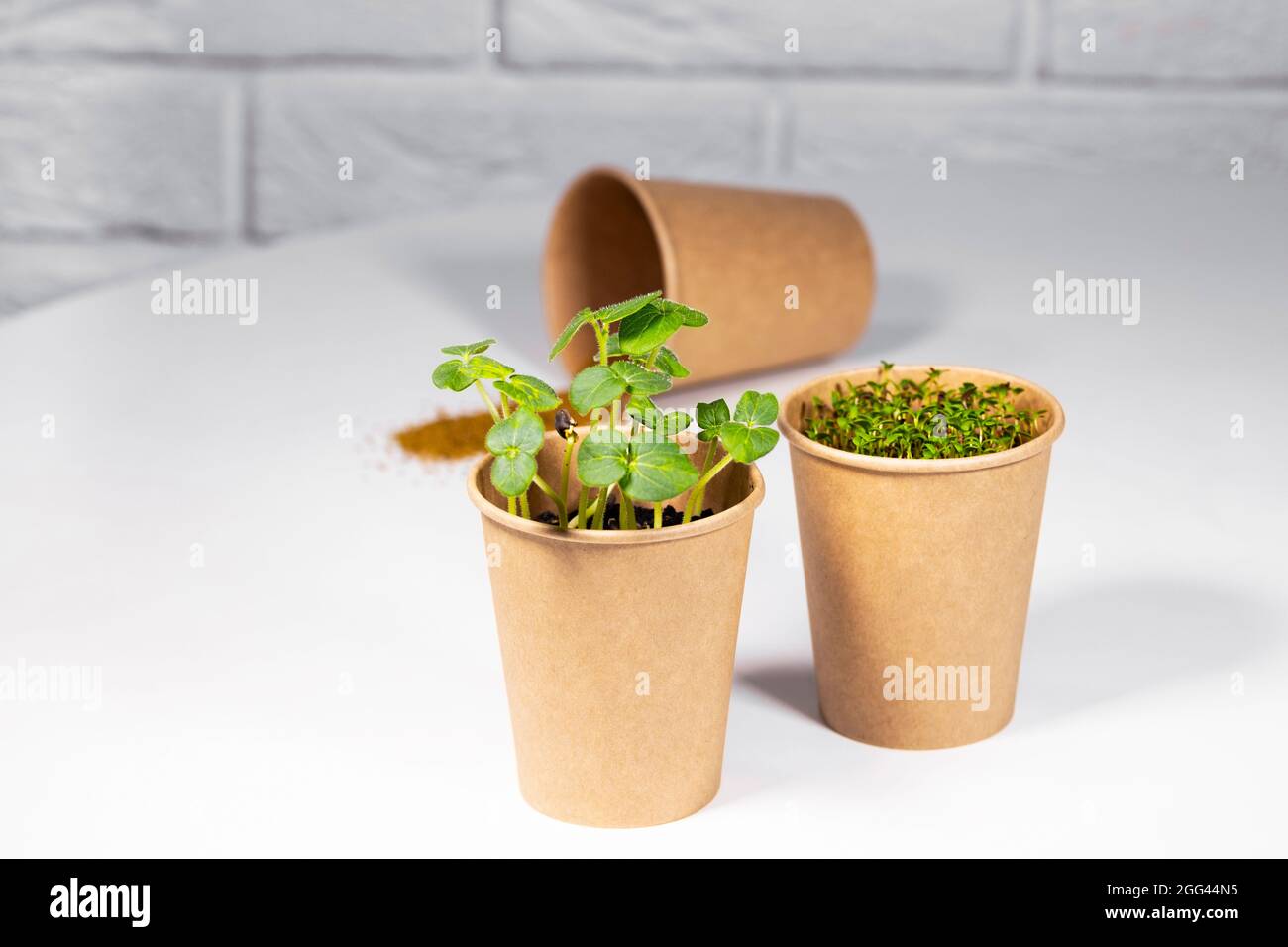 Paper Eco Cup With Microgreen. Young green sprouts growing. Healthy ...