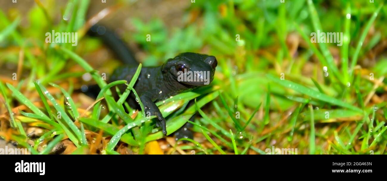 Black Alpine Salamander, Salamandra atra on a rainy, foggy day in the Bavarian Mountains of Berchtesgaden Stock Photo