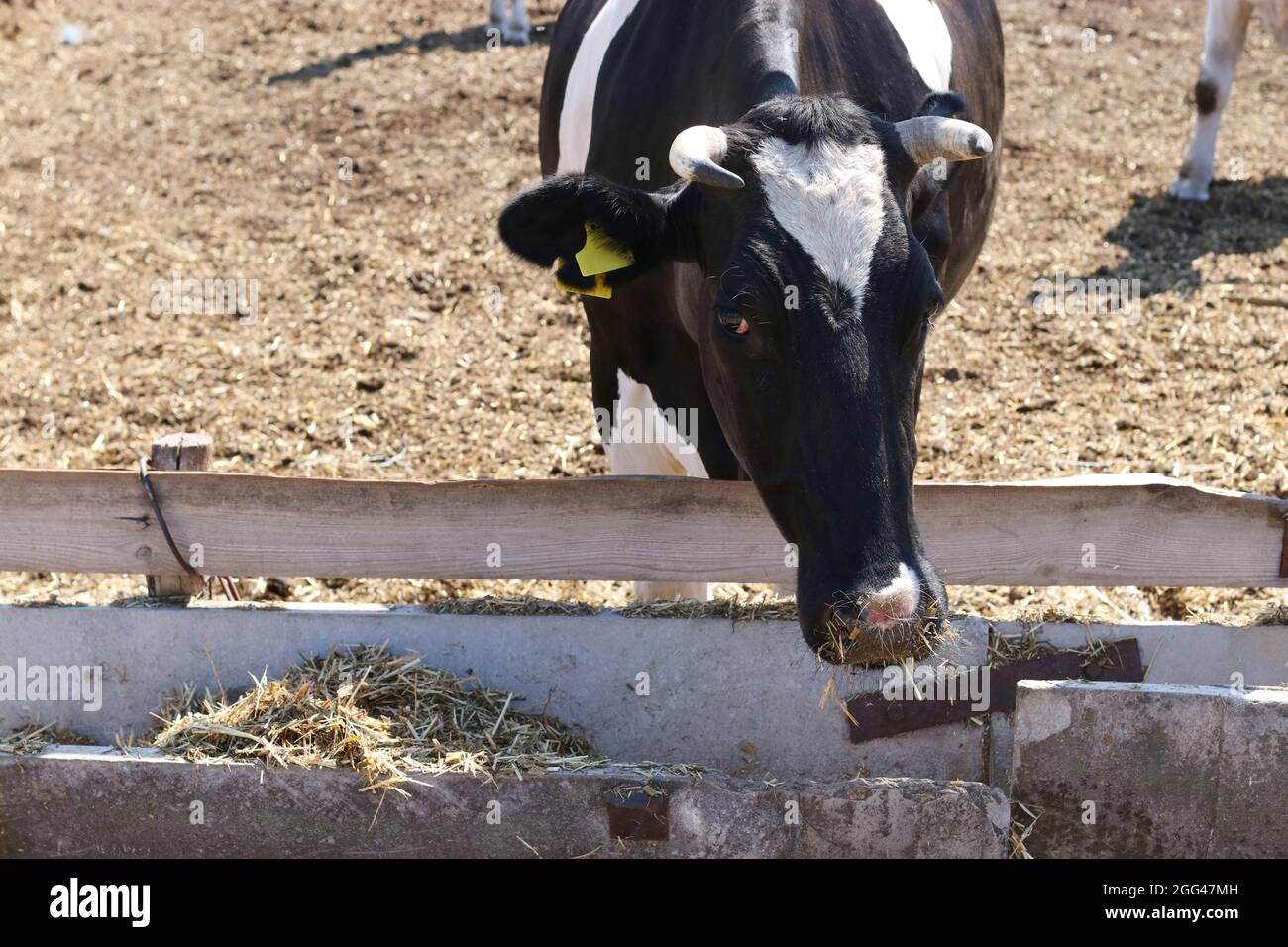 Black white cow gazing hi-res stock photography and images - Alamy