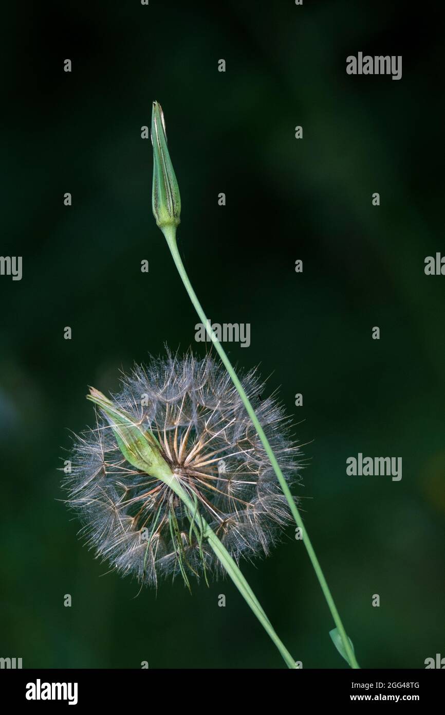 Goat's-beard (Tragopogon pratensis) Stock Photo