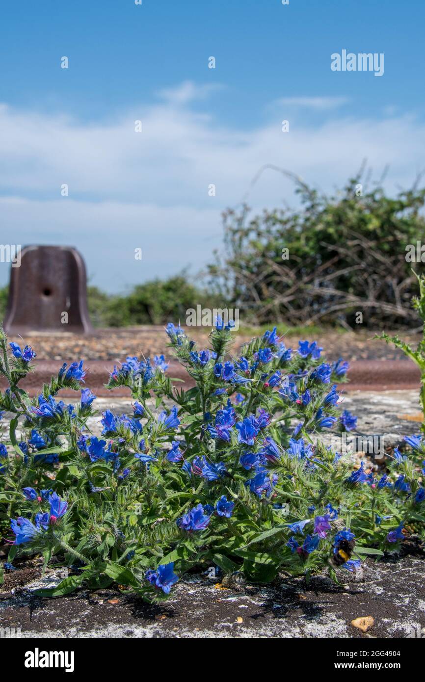 Plinth for 64 pounder RML pratice guns in the Victorian period and Viper's bugloss (Echium vulgare), Landguard Fort, Felixstowe Stock Photo