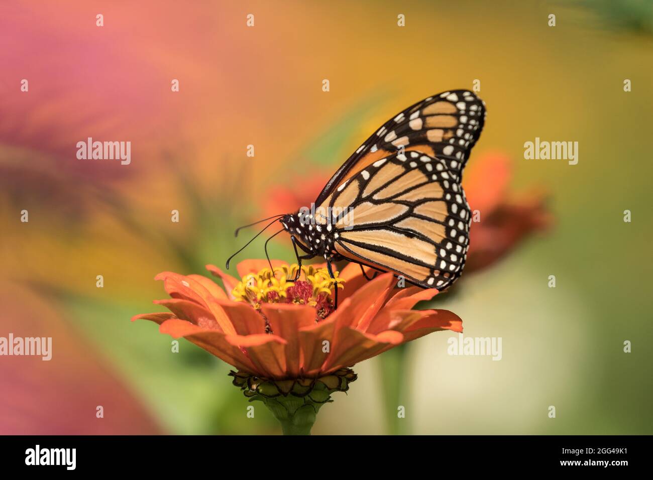 Closeup of Monarch Butterfly feeding on orange flower in Canadian ...