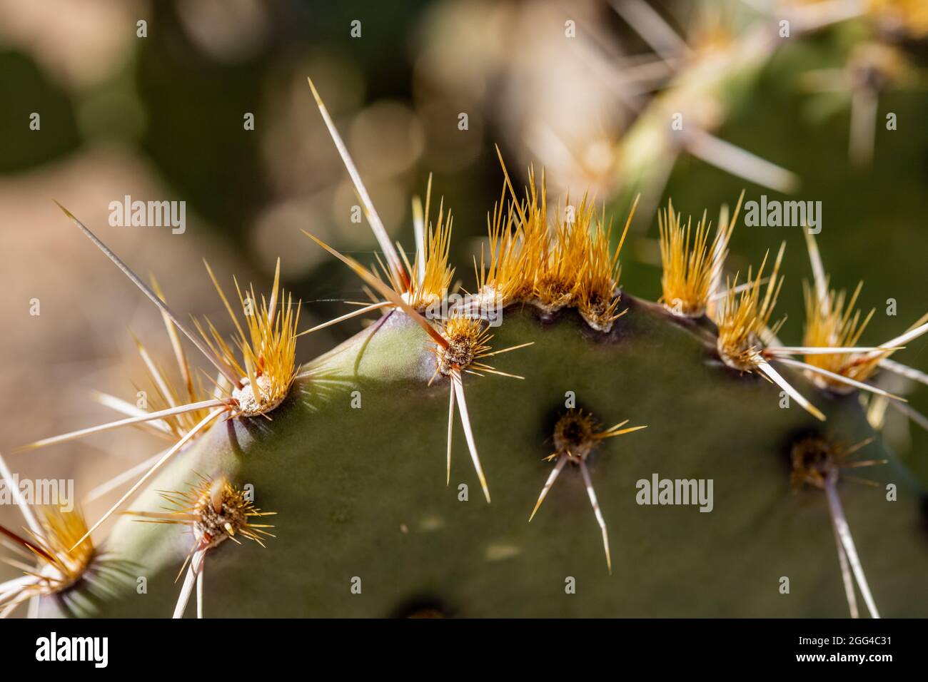Cactus Spines and Glochids on Pricklypear cactus in Saguaro National Park Stock Photo