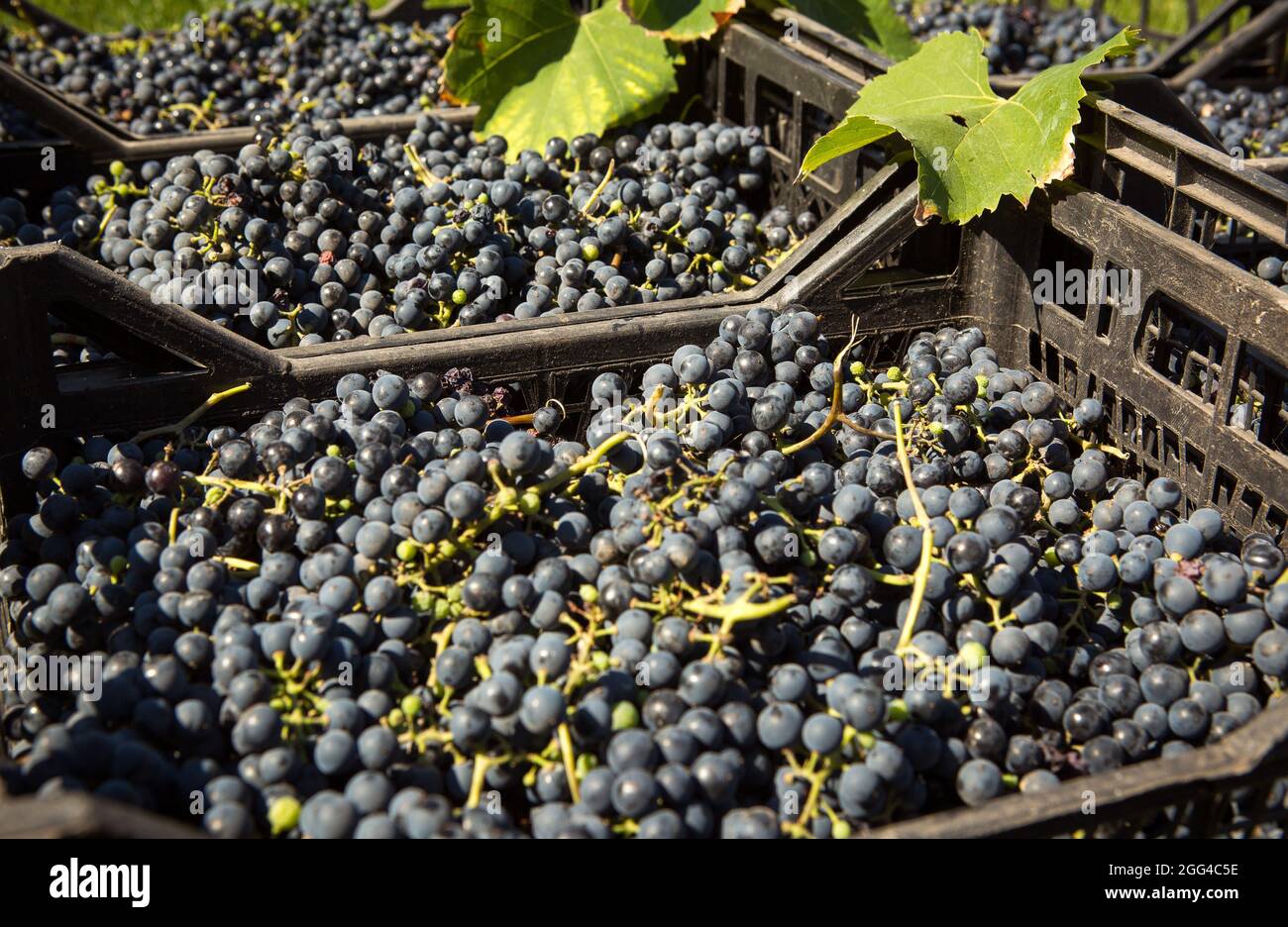 Grape harvest. Wine grapes are collected in boxes. Autumn is the time of grape harvest and wine making. Stock Photo