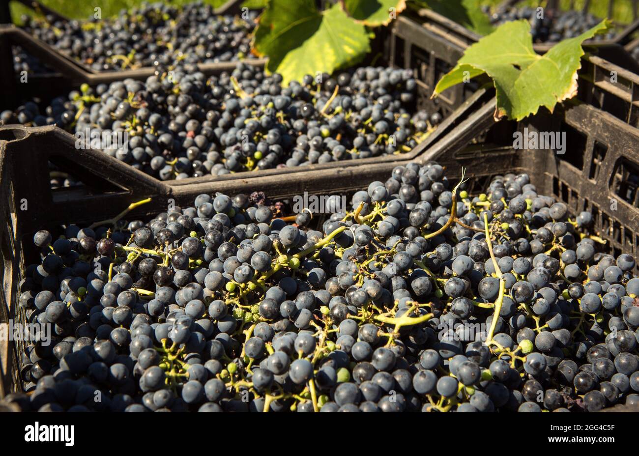 Grape harvest. Wine grapes are collected in boxes. Autumn is the time of grape harvest and wine making. Stock Photo