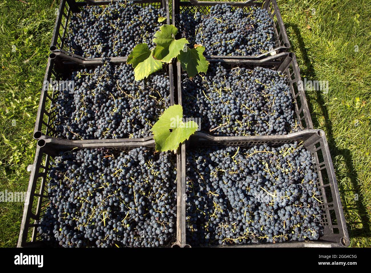 Grape harvest. Wine grapes are collected in boxes. Autumn is the time of grape harvest and wine making. Stock Photo