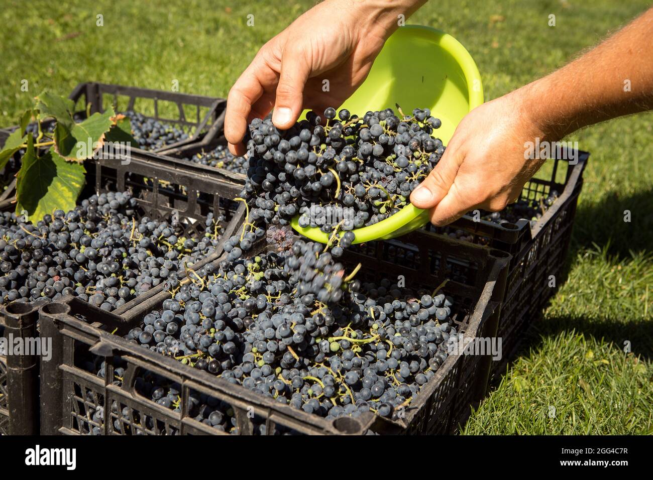 Grape harvest. The fruits collected by hand are laid out in a container. Wine grapes are collected in boxes. Autumn is the time of grape harvest and w Stock Photo
