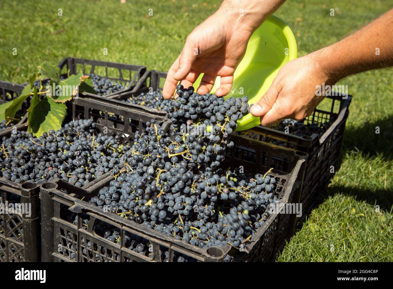 Grape harvest. The fruits collected by hand are laid out in a container. Wine grapes are collected in boxes. Autumn is the time of grape harvest and w Stock Photo