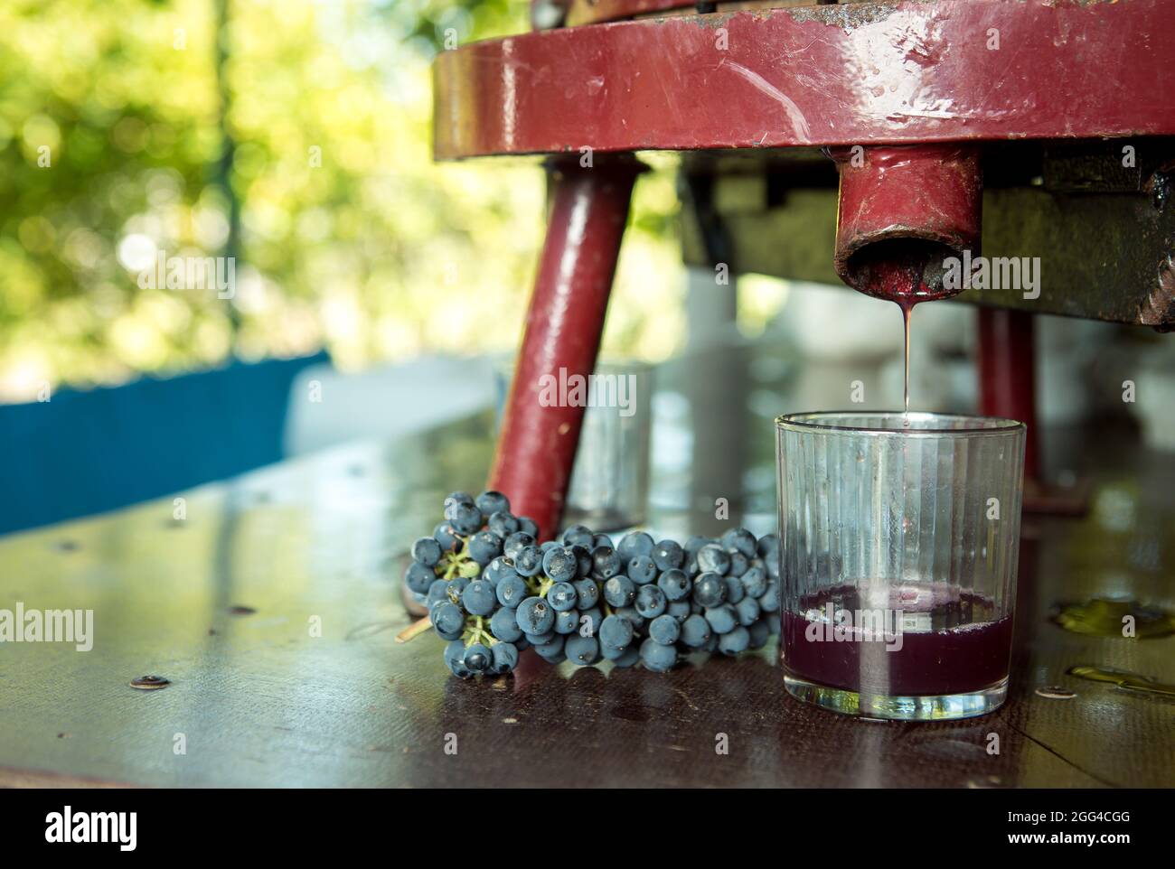 Wine harvest. Grape juice obtained from the pressing process. Freshly