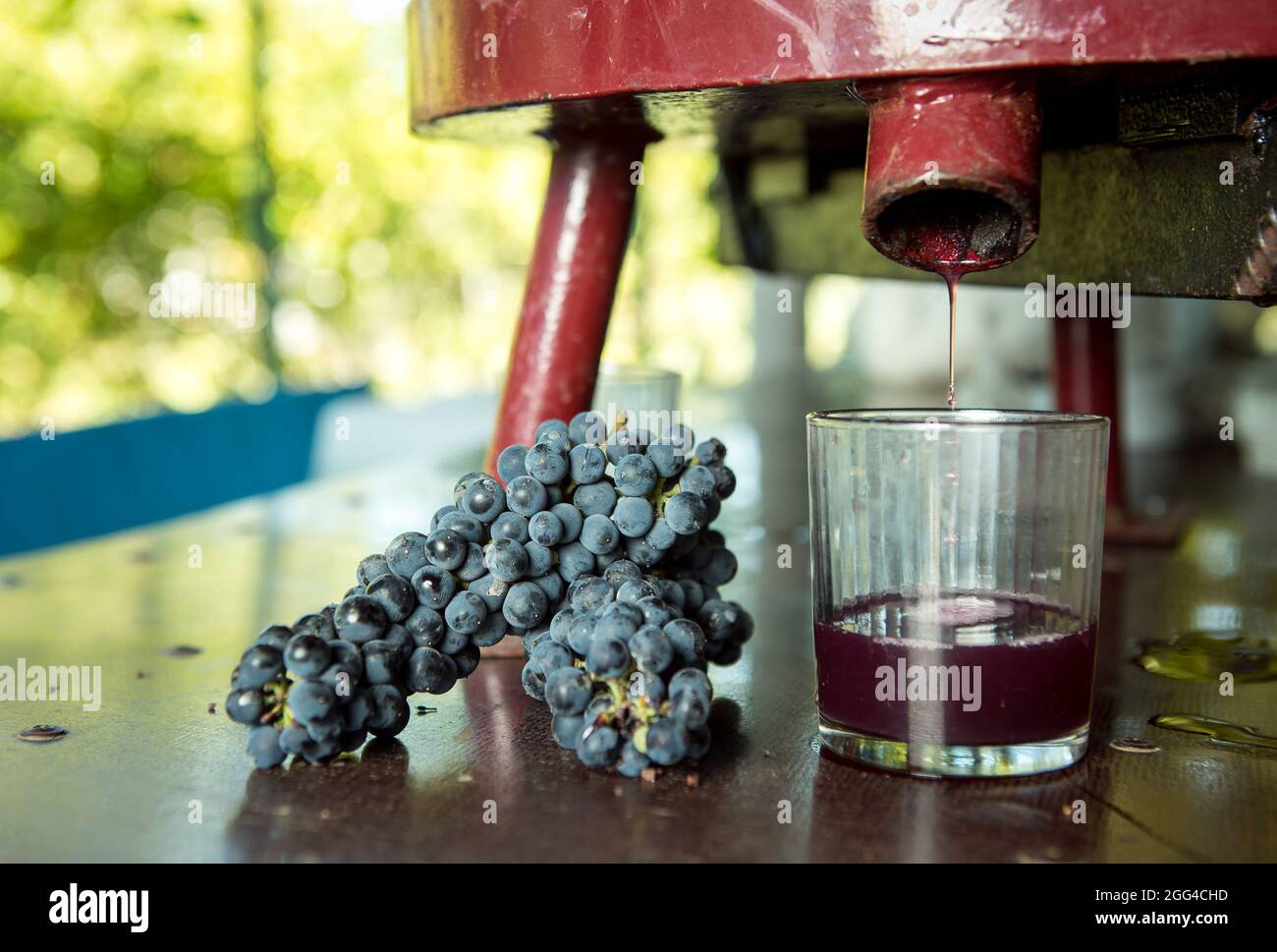 Wine harvest. Grape juice obtained from the pressing process. Freshly