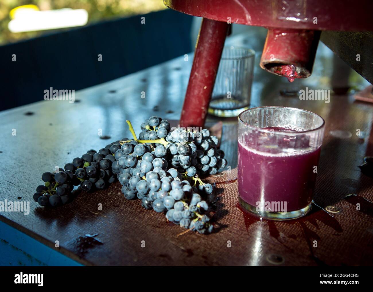 Wine harvest. Grape juice obtained from the pressing process. Freshly squeezed grape juice in a