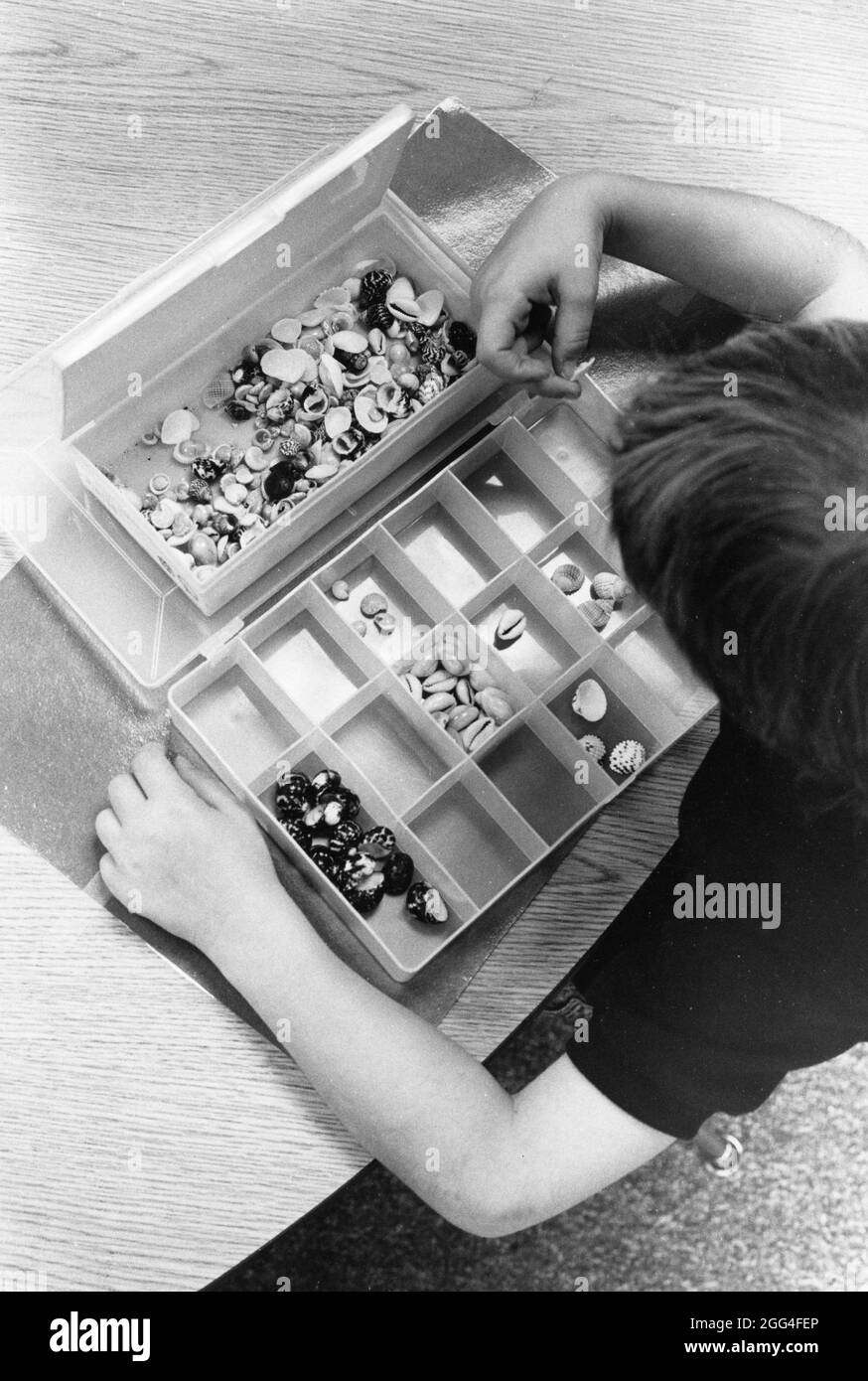 Austin Texas USA, circa 1994: Kindergarten student learns math concepts by sorting, adding and subtracting small manipulatives in class.  MR EI-0047  ©Bob Daemmrich Stock Photo