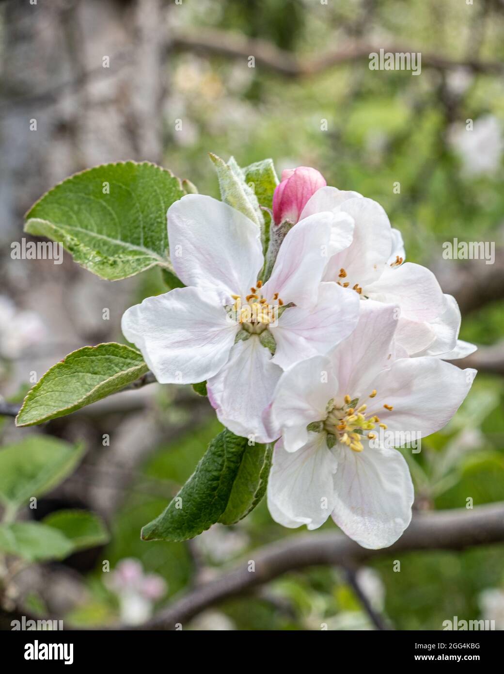 Apple orchard spring hi-res stock photography and images - Alamy