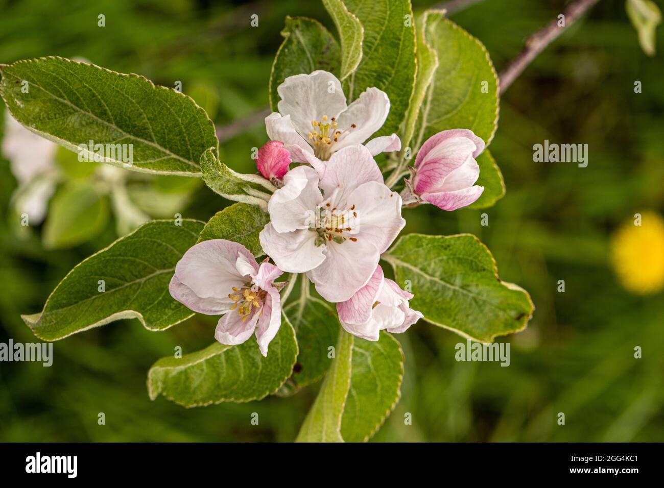 A Massachusetts apple orchard in spring time Stock Photo