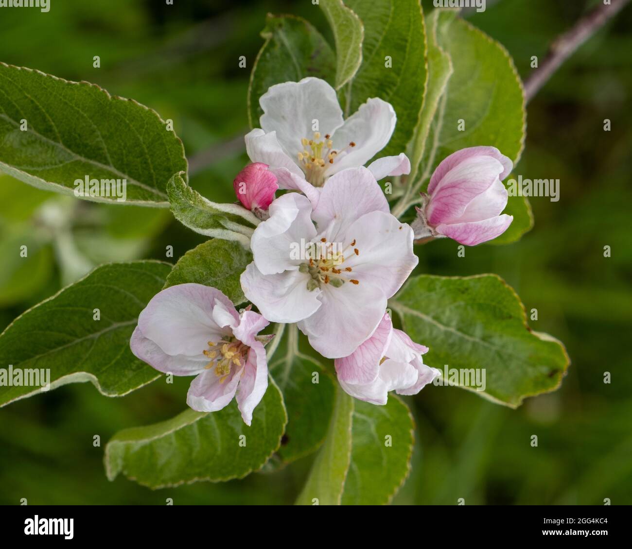 A Massachusetts apple orchard in spring time Stock Photo