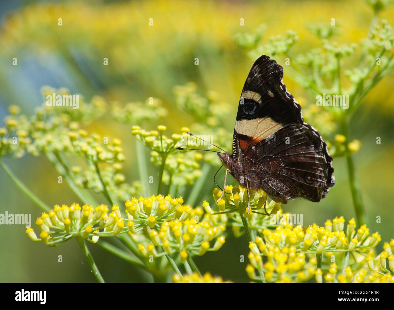 New Zealand Red Admiral Butterfly (Vanessa gonerilla) Stock Photo