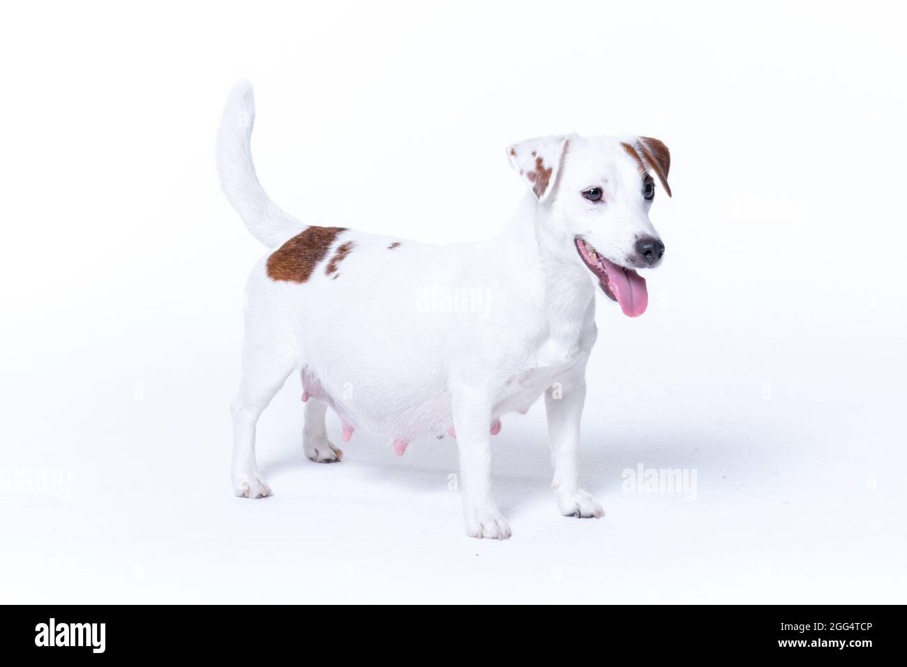 Photo inspiration: Picture Idea: Little White Pregnant Jack Russell Terrier Dog Standing Isolated Image