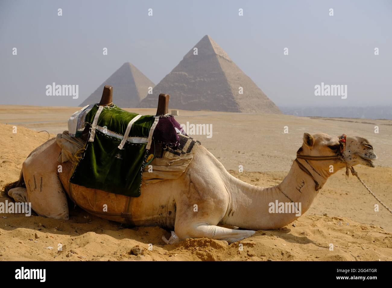 Egypt Cairo - Tour Camel and The Great Pyramid of Giza plus Pyramid of Khafre Stock Photo