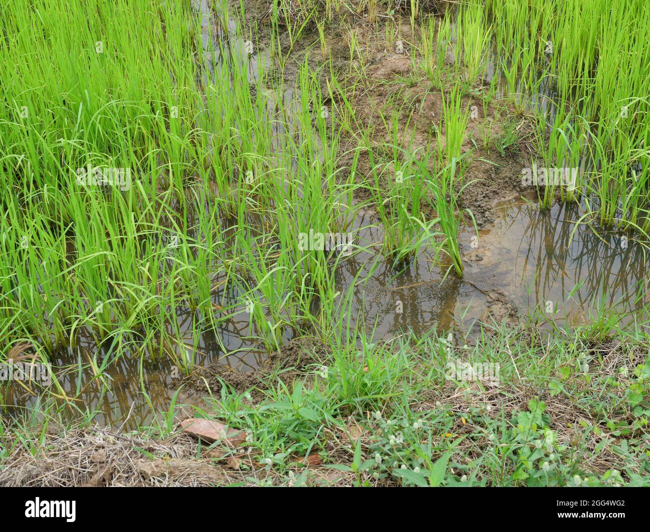Water is flowing on dirt land that is the rice planting area, Cereal crop in tropical, Dense group of plants on dirt land, Plantation area in Thailand Stock Photo