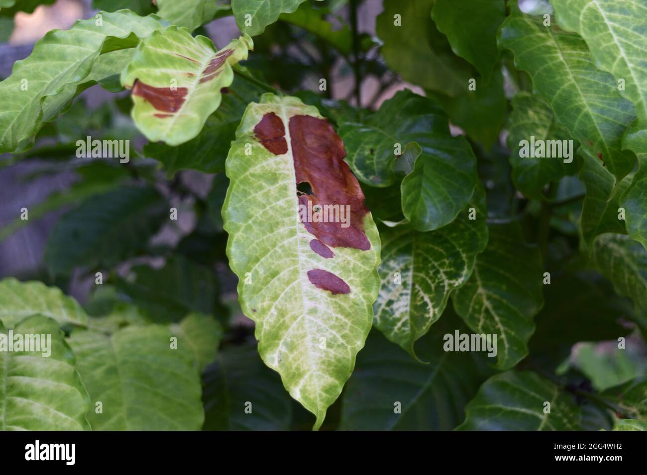 Brown and yellow damage by anthracnose on the green leaf of Robusta coffee plant tree, Plant diseases that damage agriculture Stock Photo